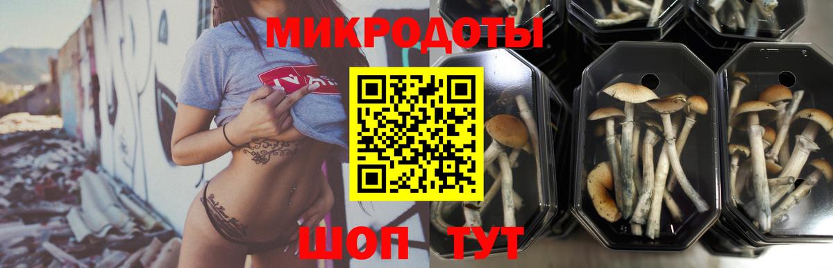 Псилоцибиновые грибы прущие грибы  Вход с VPN  Добрянка  Галлюциногенные грибы Psilocybe 
